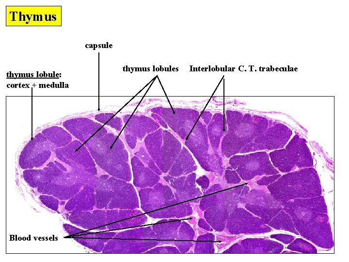 Thymus capsule thymus lobule: cortex + medulla Blood vessels thymus lobules Interlobular C. T.