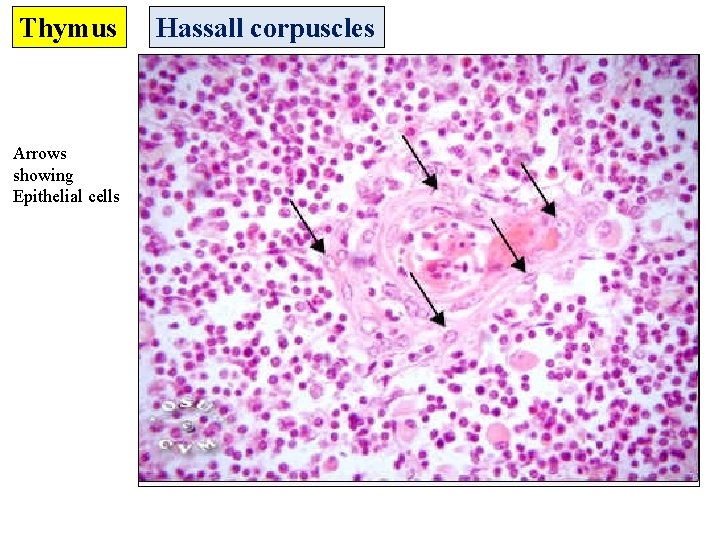 Thymus Arrows showing Epithelial cells Hassall corpuscles 