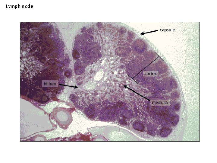 Lymph node 