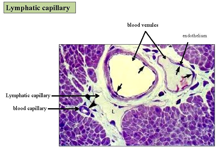 Lymphatic capillary blood venules endothelium Lymphatic capillary blood capillary 