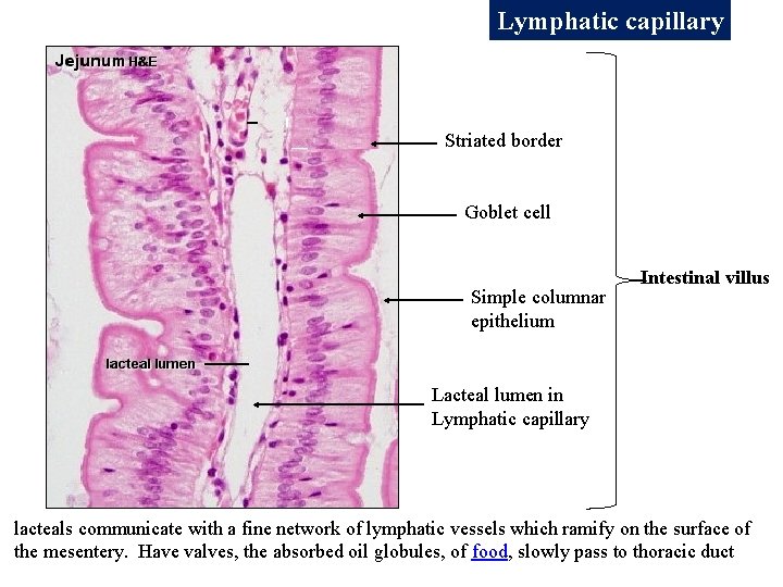 Lymphatic capillary Striated border Goblet cell Simple columnar epithelium Intestinal villus Lacteal lumen in