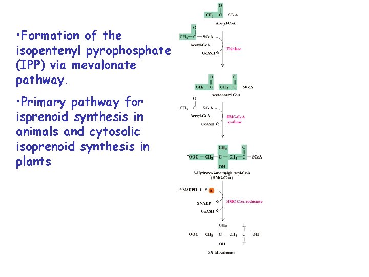  • Formation of the isopentenyl pyrophosphate (IPP) via mevalonate pathway. • Primary pathway