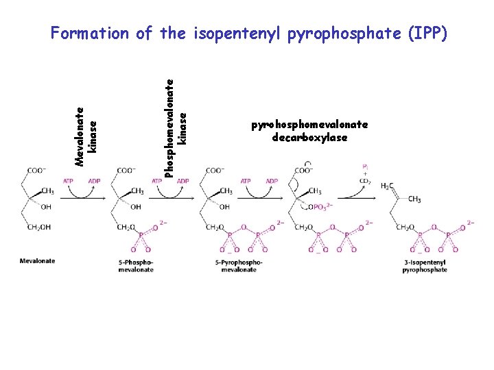 Phosphomevalonate kinase Mevalonate kinase Formation of the isopentenyl pyrophosphate (IPP) pyrohosphomevalonate decarboxylase 