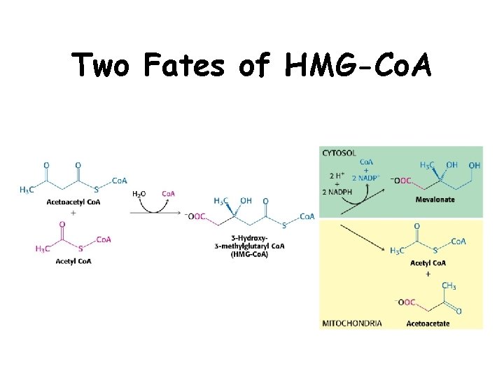 Two Fates of HMG-Co. A 