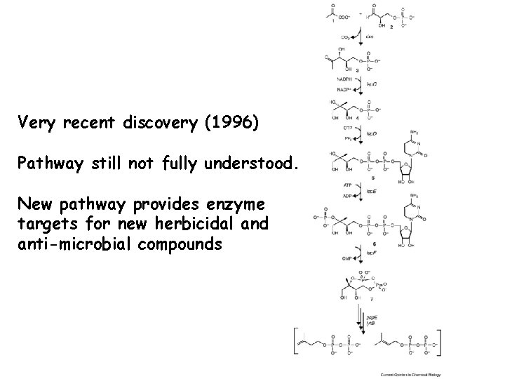 Very recent discovery (1996) Pathway still not fully understood. New pathway provides enzyme targets