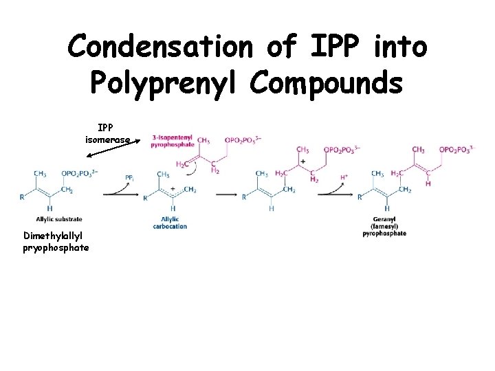 Condensation of IPP into Polyprenyl Compounds IPP isomerase Dimethylallyl pryophosphate 