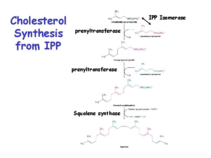 Cholesterol Synthesis from IPP Isomerase prenyltransferase Squalene synthase 