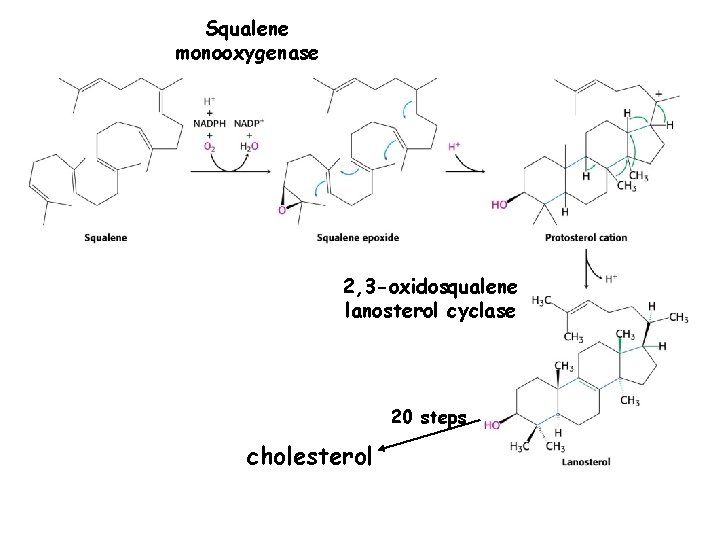 Squalene monooxygenase 2, 3 -oxidosqualene lanosterol cyclase 20 steps cholesterol 