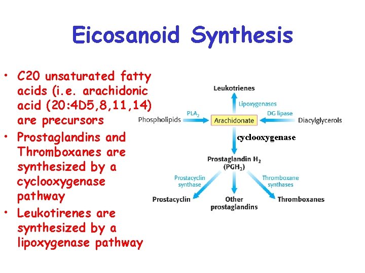 Eicosanoid Synthesis • C 20 unsaturated fatty acids (i. e. arachidonic acid (20: 4