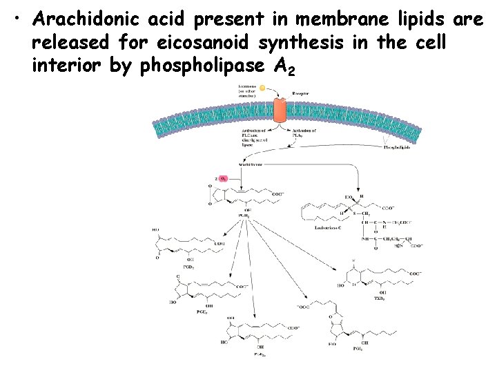  • Arachidonic acid present in membrane lipids are released for eicosanoid synthesis in