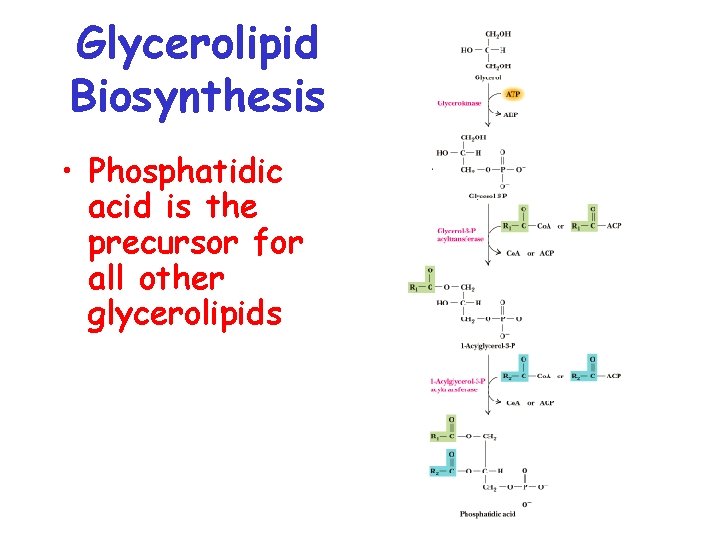 Glycerolipid Biosynthesis • Phosphatidic acid is the precursor for all other glycerolipids 