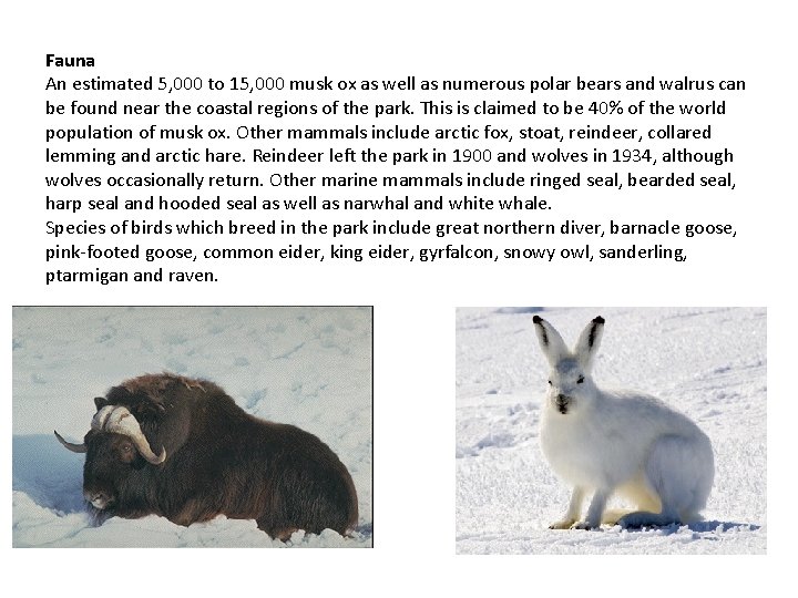 Fauna An estimated 5, 000 to 15, 000 musk ox as well as numerous