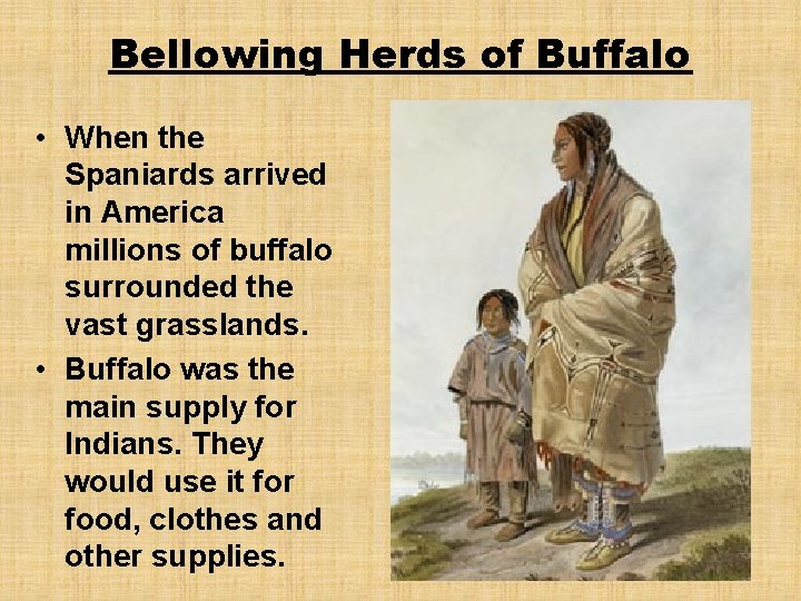 Bellowing Herds of Buffalo • When the Spaniards arrived in America millions of buffalo