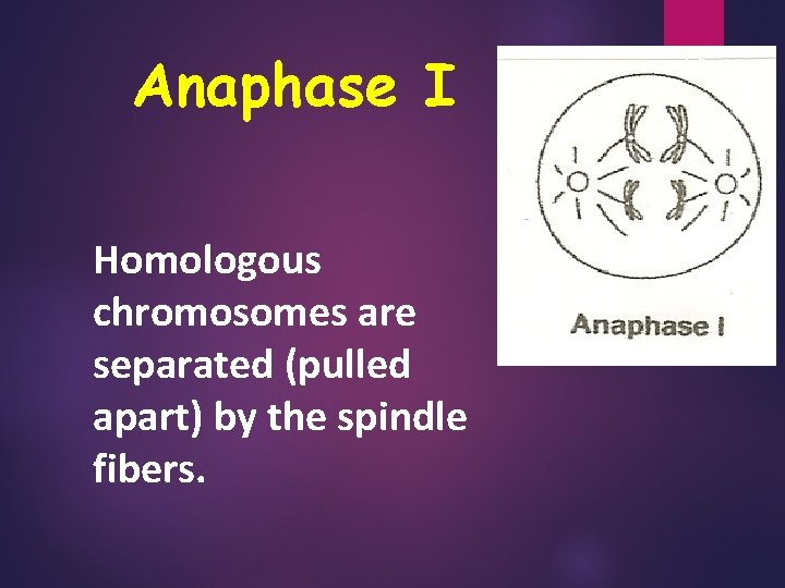 Anaphase I Homologous chromosomes are separated (pulled apart) by the spindle fibers. 10 