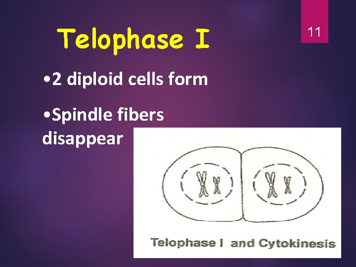 Telophase I • 2 diploid cells form • Spindle fibers disappear 11 