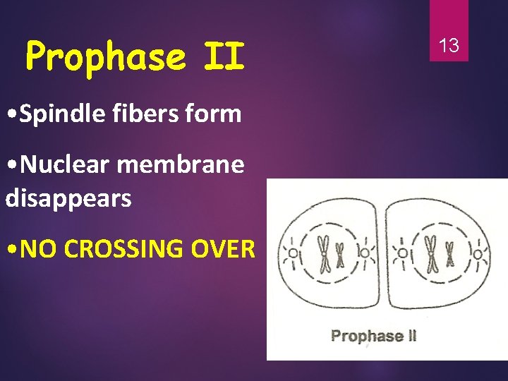 Prophase II • Spindle fibers form • Nuclear membrane disappears • NO CROSSING OVER