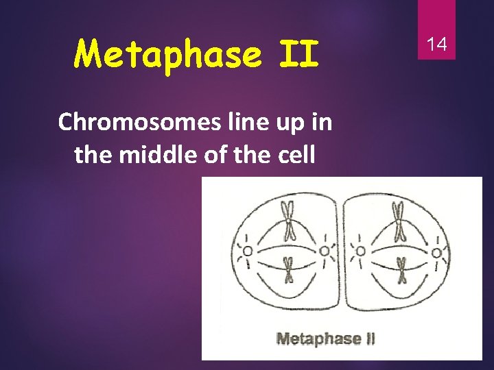 Metaphase II Chromosomes line up in the middle of the cell 14 