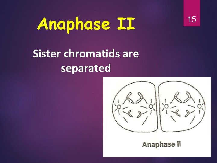 Anaphase II Sister chromatids are separated 15 