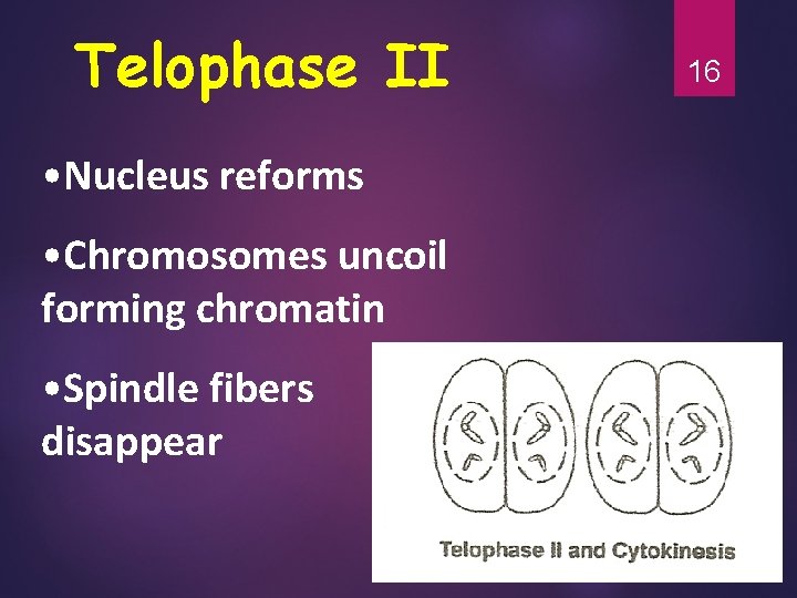 Telophase II • Nucleus reforms • Chromosomes uncoil forming chromatin • Spindle fibers disappear