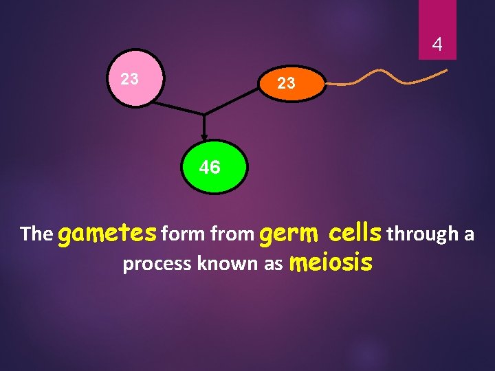 4 23 23 46 The gametes form from germ cells through a process known