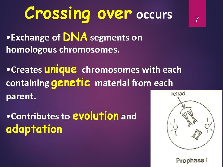 Crossing over occurs • Exchange of DNA segments on homologous chromosomes. • Creates unique