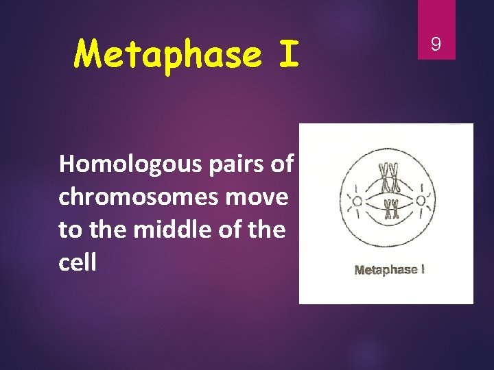 Metaphase I Homologous pairs of chromosomes move to the middle of the cell 9