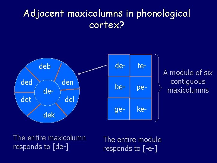 Adjacent maxicolumns in phonological cortex? deb ded det de- den de- te- be- pe- Adjacent maxicolumns in phonological cortex? deb ded det de- den de- te- be- pe-