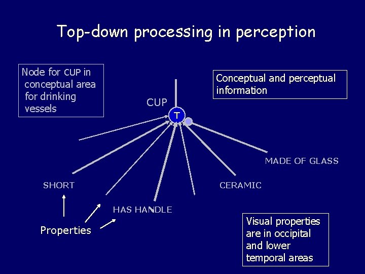 Top-down processing in perception Node for CUP in conceptual area for drinking vessels Conceptual Top-down processing in perception Node for CUP in conceptual area for drinking vessels Conceptual