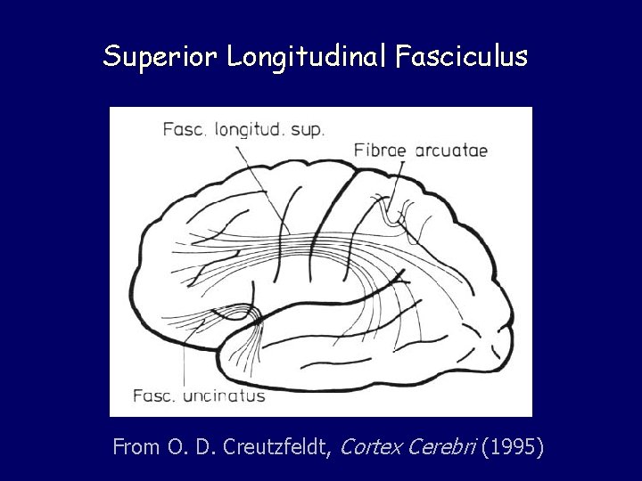 Superior Longitudinal Fasciculus From O. D. Creutzfeldt, Cortex Cerebri (1995) Superior Longitudinal Fasciculus From O. D. Creutzfeldt, Cortex Cerebri (1995)