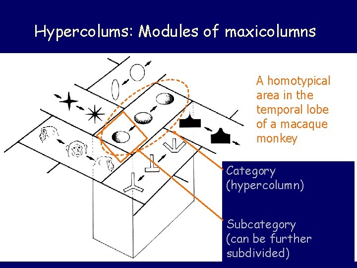 Hypercolums: Modules of maxicolumns A homotypical area in the temporal lobe of a macaque Hypercolums: Modules of maxicolumns A homotypical area in the temporal lobe of a macaque