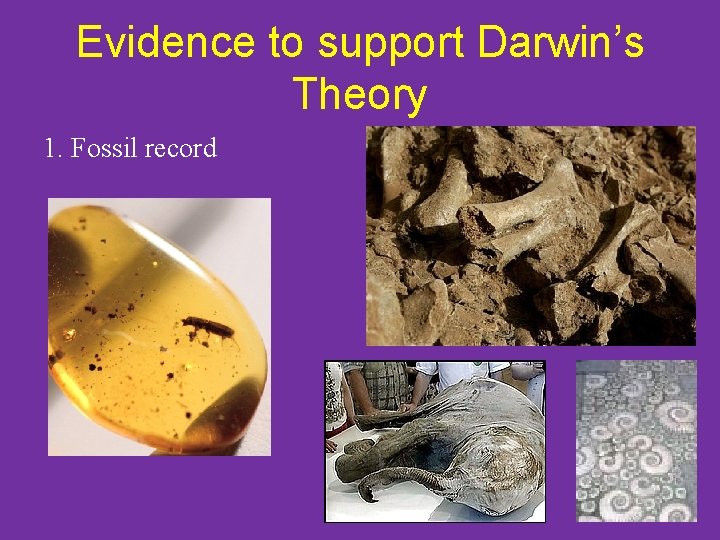 Evidence to support Darwin’s Theory 1. Fossil record 