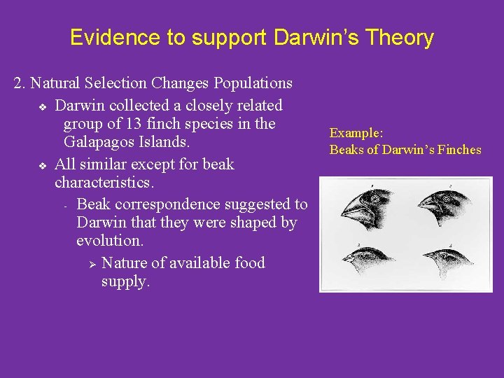 Evidence to support Darwin’s Theory 2. Natural Selection Changes Populations v Darwin collected a