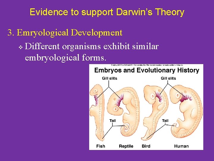 Evidence to support Darwin’s Theory 3. Emryological Development v Different organisms exhibit similar embryological