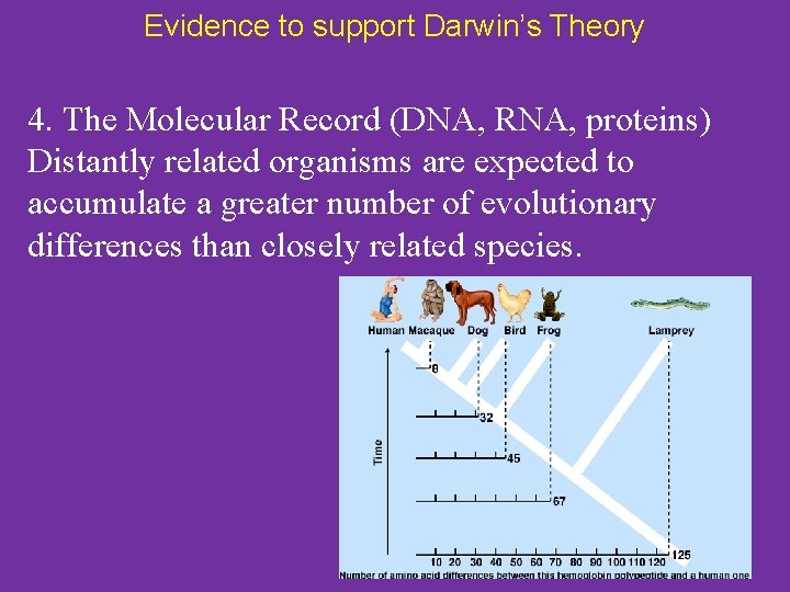 Evidence to support Darwin’s Theory 4. The Molecular Record (DNA, RNA, proteins) Distantly related