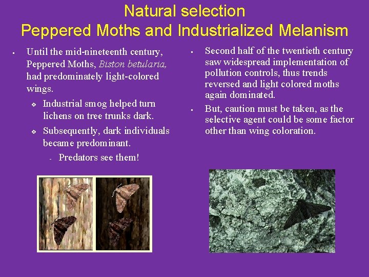 Natural selection Peppered Moths and Industrialized Melanism • Until the mid-nineteenth century, Peppered Moths,