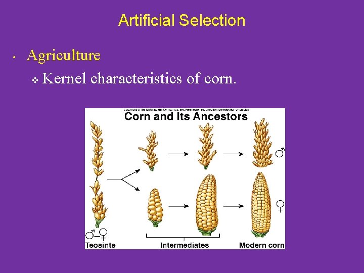 Artificial Selection • Agriculture v Kernel characteristics of corn. 