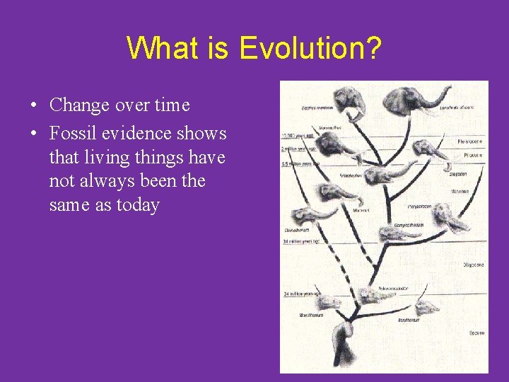 What is Evolution? • Change over time • Fossil evidence shows that living things