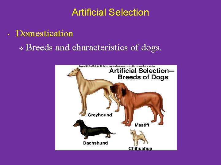 Artificial Selection • Domestication v Breeds and characteristics of dogs. 