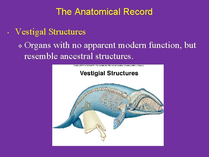 The Anatomical Record • Vestigal Structures v Organs with no apparent modern function, but