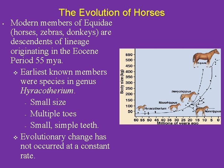 The Evolution of Horses • Modern members of Equidae (horses, zebras, donkeys) are descendents