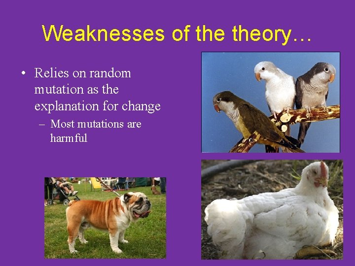 Weaknesses of theory… • Relies on random mutation as the explanation for change –