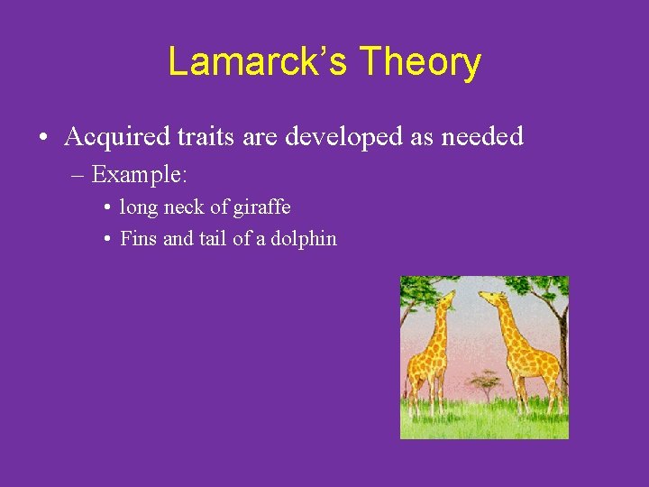Lamarck’s Theory • Acquired traits are developed as needed – Example: • long neck