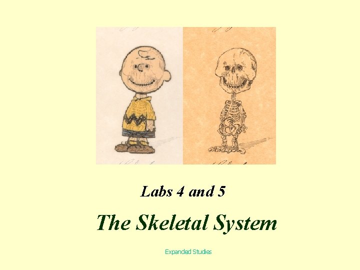Labs 4 and 5 The Skeletal System Expanded Studies 