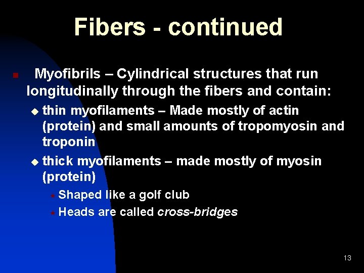 Fibers - continued n Myofibrils – Cylindrical structures that run longitudinally through the fibers
