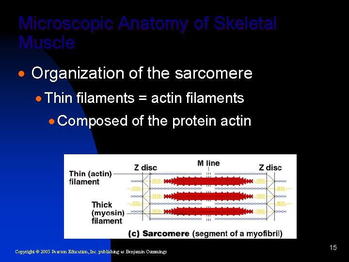 Microscopic Anatomy of Skeletal Muscle · Organization of the sarcomere · Thin filaments =