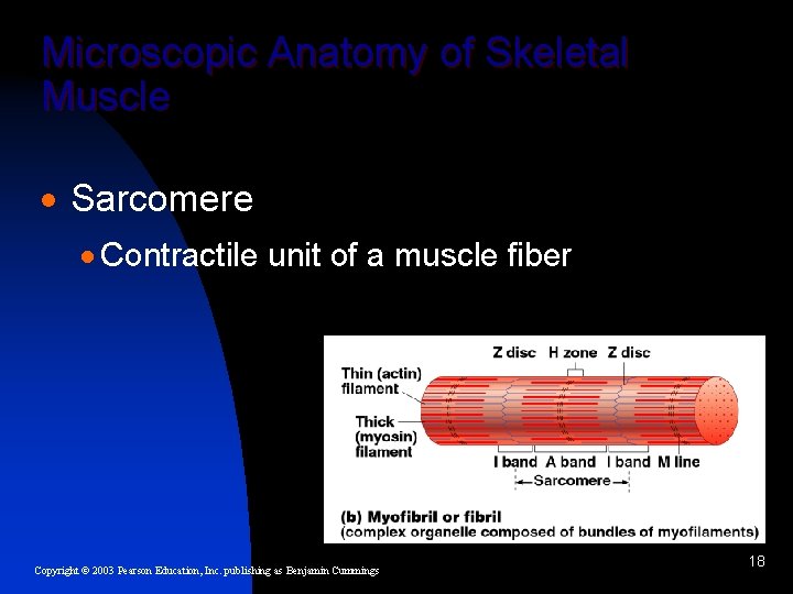 Microscopic Anatomy of Skeletal Muscle · Sarcomere · Contractile unit of a muscle fiber