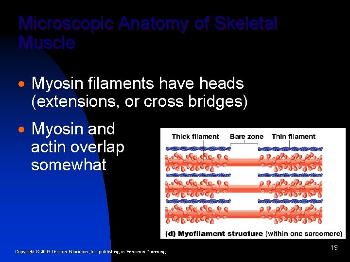 Microscopic Anatomy of Skeletal Muscle · Myosin filaments have heads (extensions, or cross bridges)