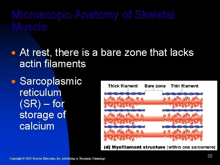 Microscopic Anatomy of Skeletal Muscle · At rest, there is a bare zone that