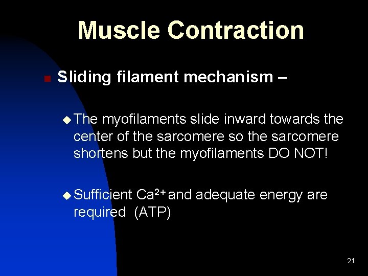 Muscle Contraction n Sliding filament mechanism – u The myofilaments slide inward towards the