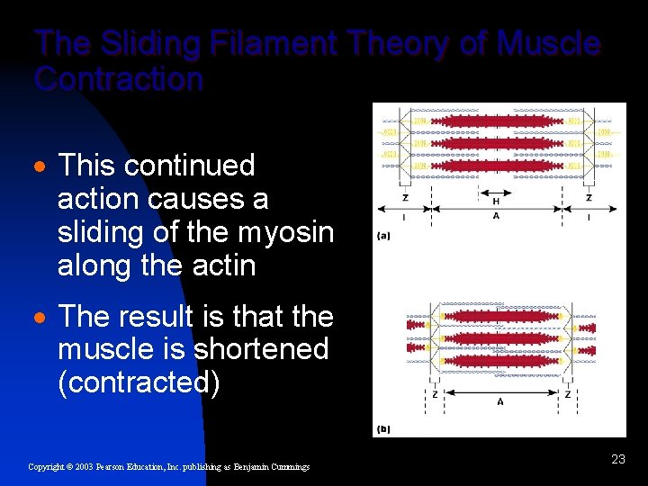 The Sliding Filament Theory of Muscle Contraction · This continued action causes a sliding